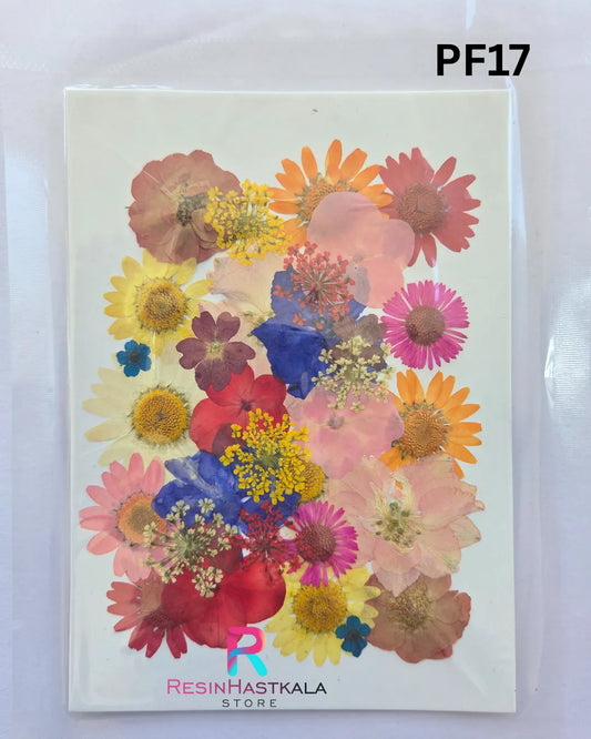 Pressed Dry Flower Sheet – PF17