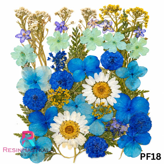 Pressed Dry Flower Sheet – PF18