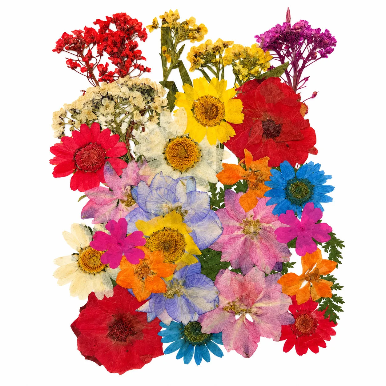 Pressed Dry Flower Sheet – PF23