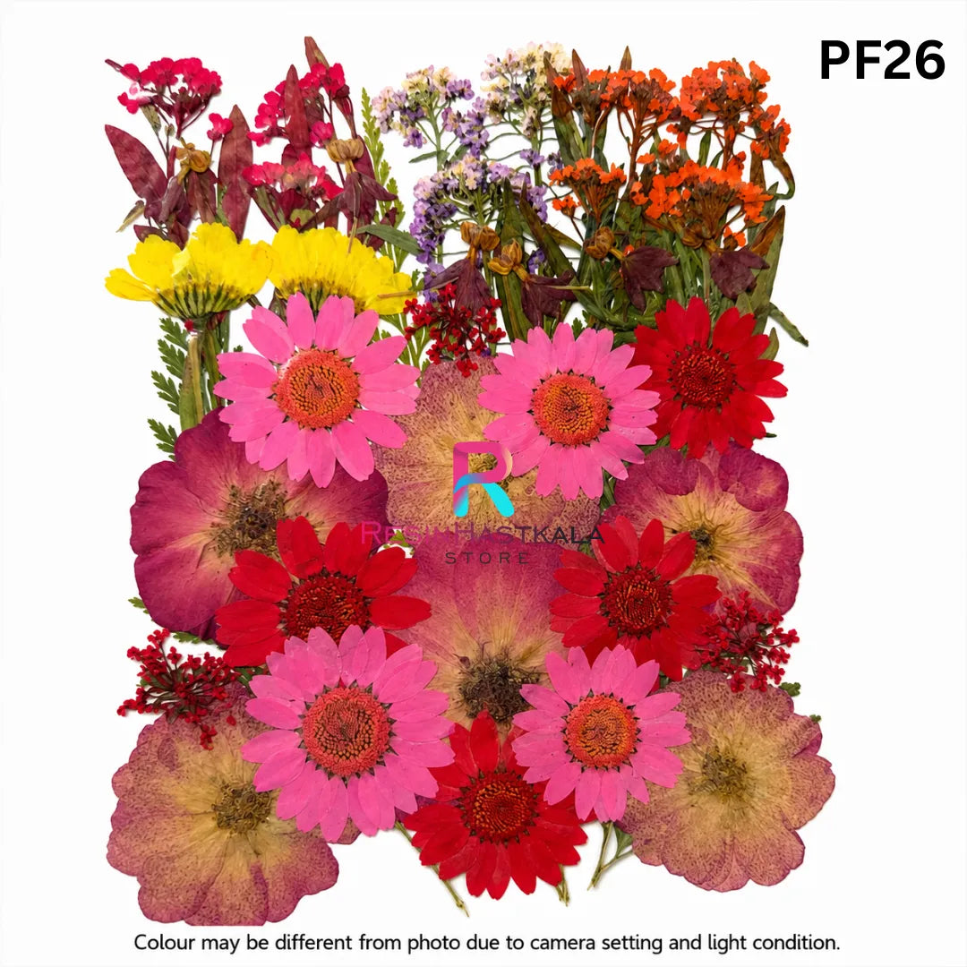 Pressed Dry Flower Sheet – PF26