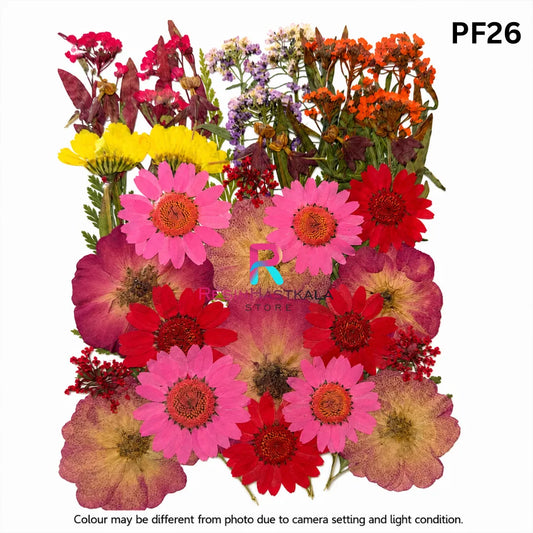 Pressed Dry Flower Sheet – PF26