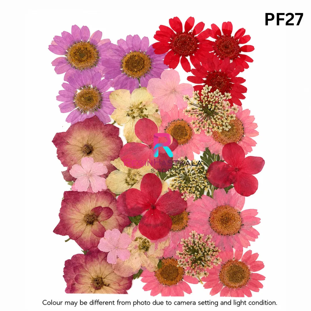 Pressed Dry Flower Sheet – PF27