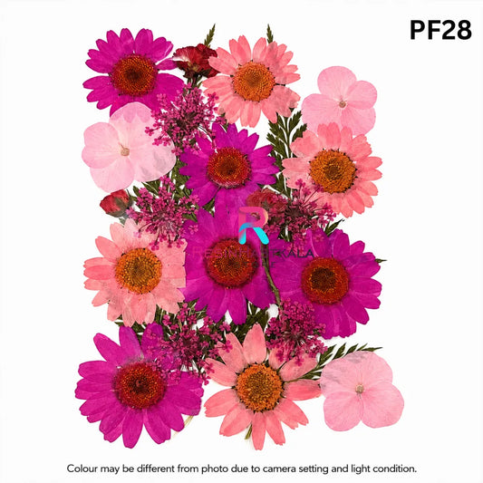 Pressed Dry Flower Sheet – PF28