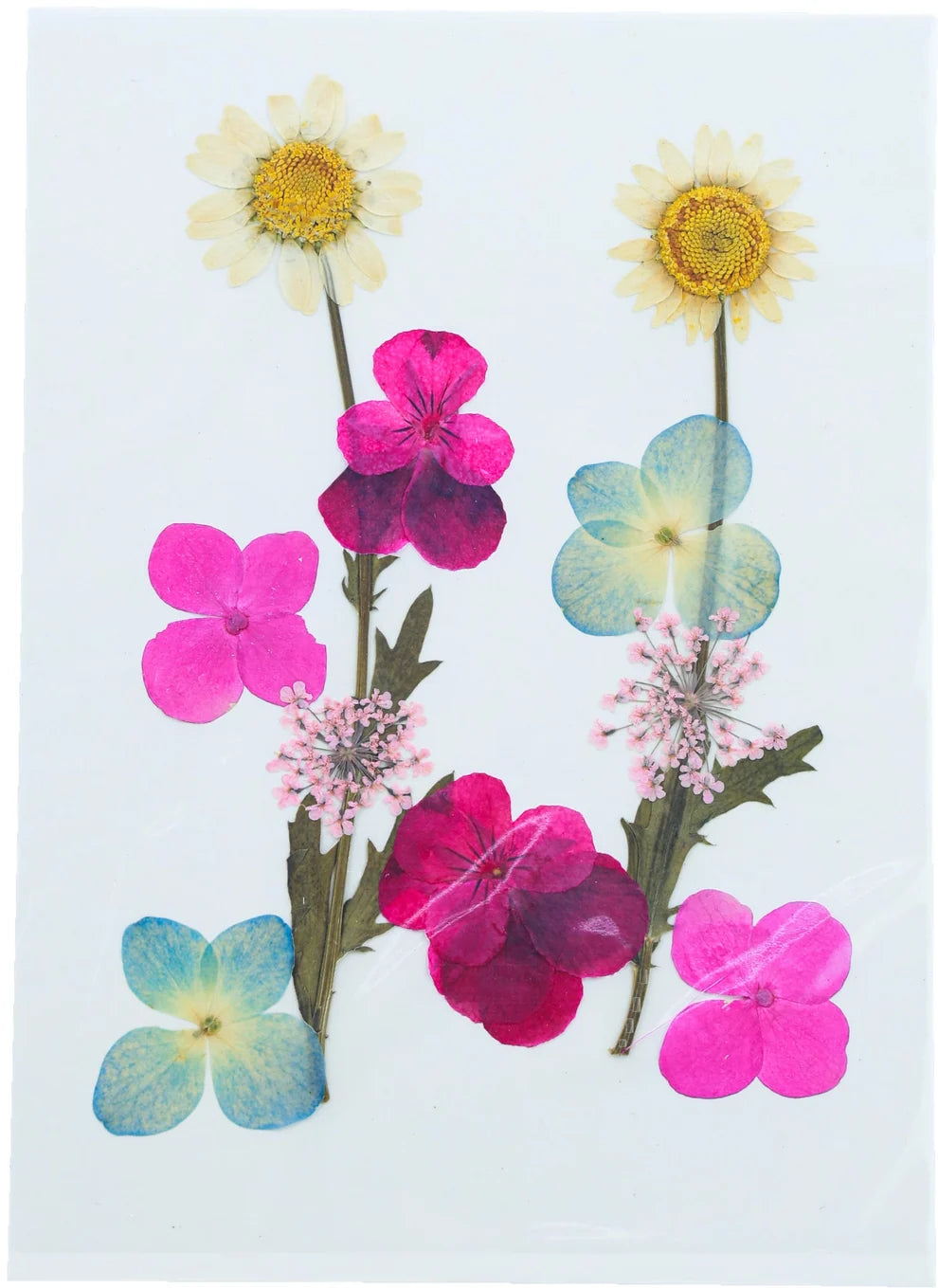 Pressed Flowers Fl022