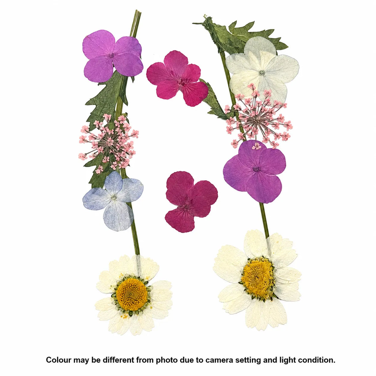 Pressed Flowers Fl022