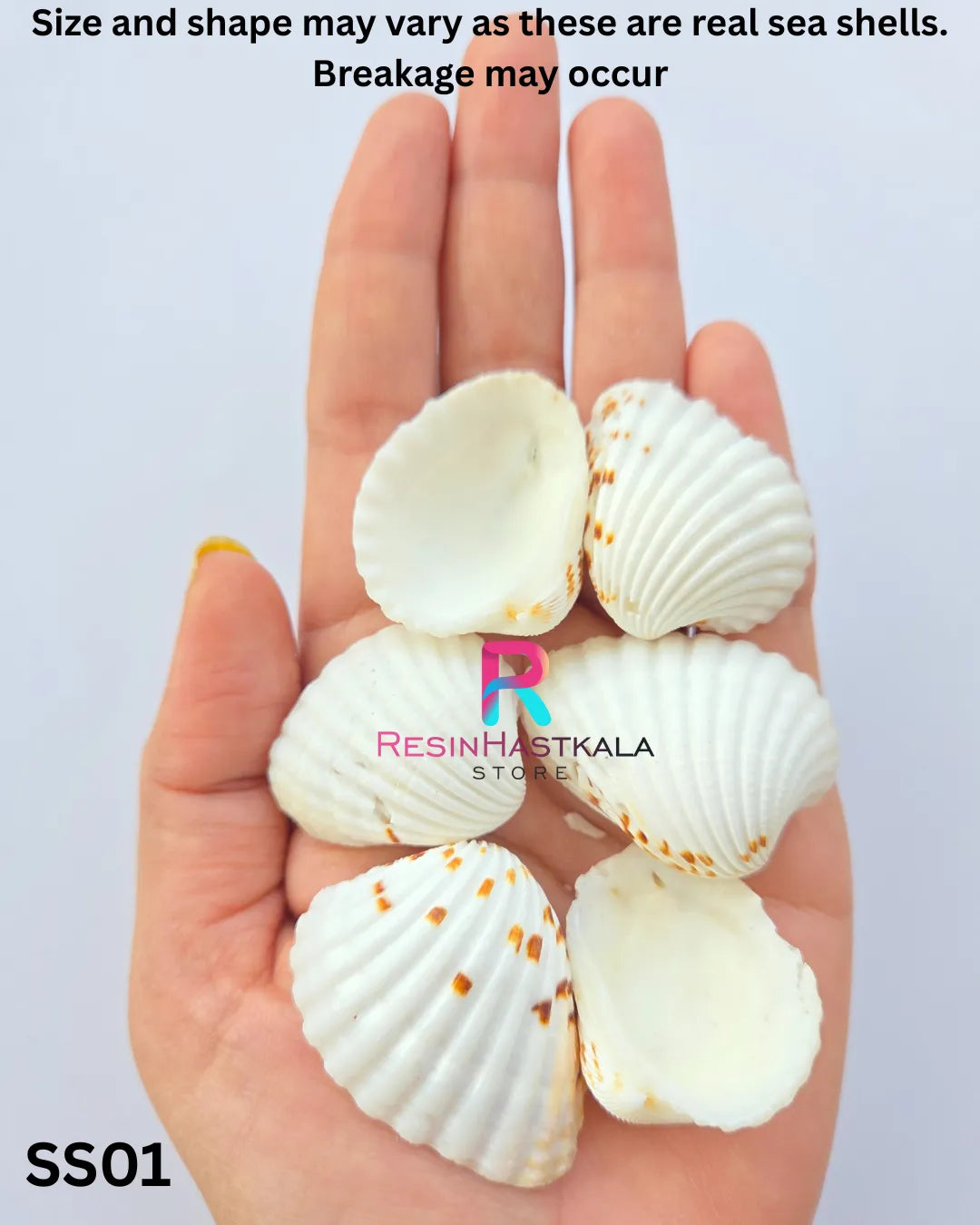 Real Sea Shells for Craft & Resin – 50 Gram Approx (SS01)