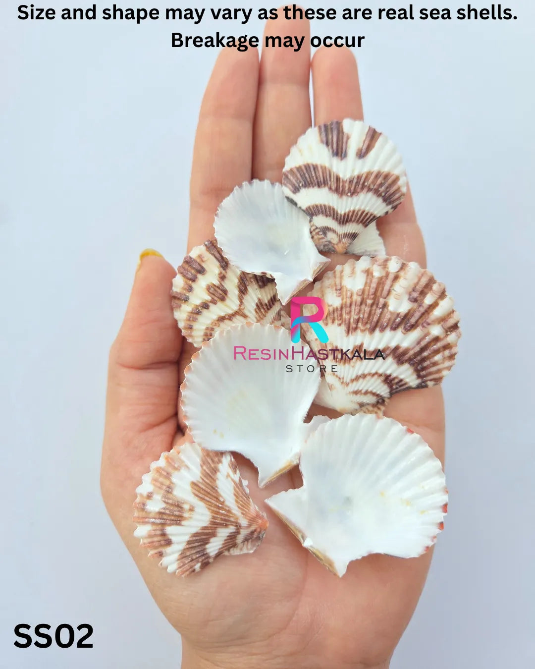 Real Sea Shells for Craft & Resin – 50 Gram Approx (SS02)