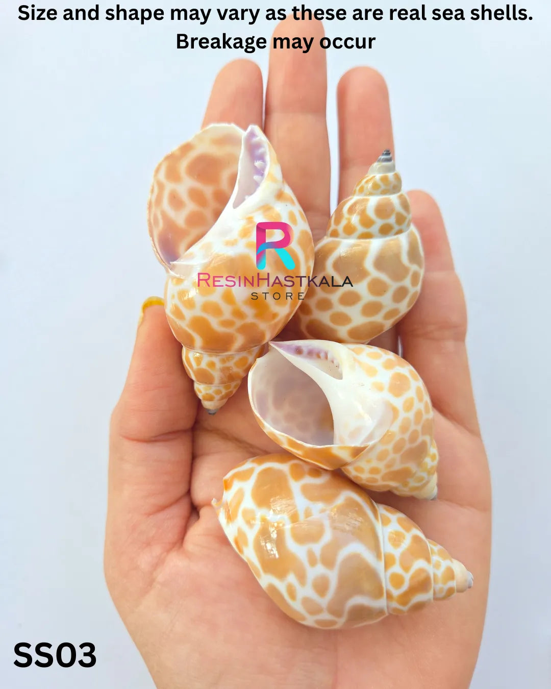 Real Sea Shells for Craft & Resin – 4 Piece (SS03)