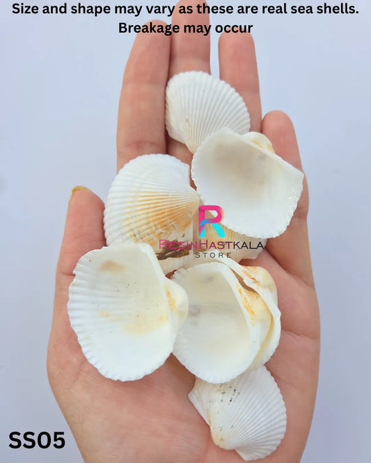 Real Sea Shells for Craft & Resin – 50 Gram Approx (SS05)