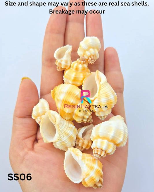 Real Sea Shells for Craft & Resin – 50 Gram Approx (SS06)