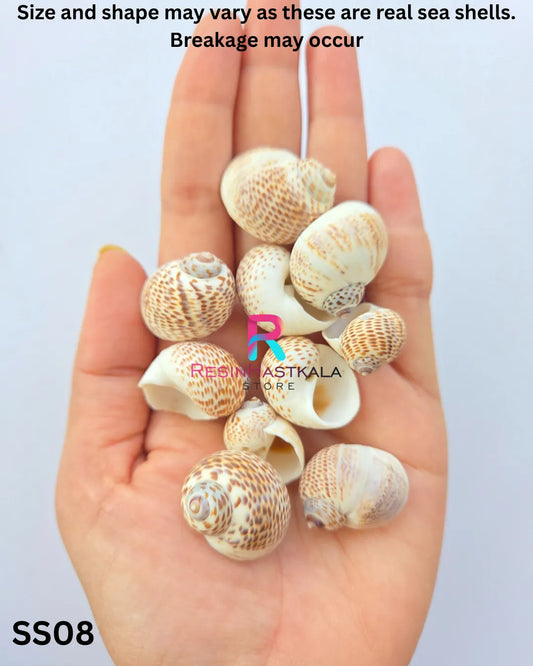 Real Sea Shells for Craft & Resin – 50 Gram Approx (SS08)