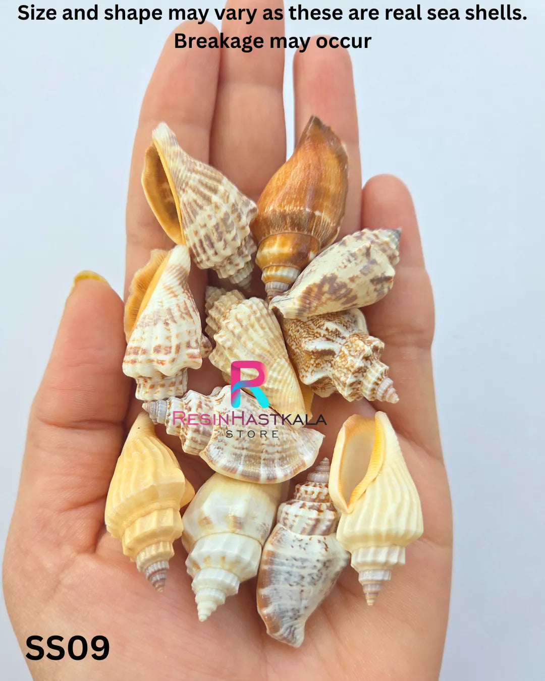 Real Sea Shells for Craft & Resin – 50 Gram Approx (SS09)