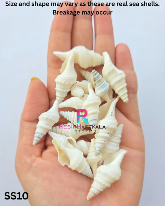Real Sea Shells for Craft & Resin – 50 Gram Approx (SS10)