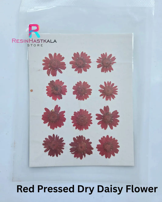 Red Pressed Dry Daisy Flower