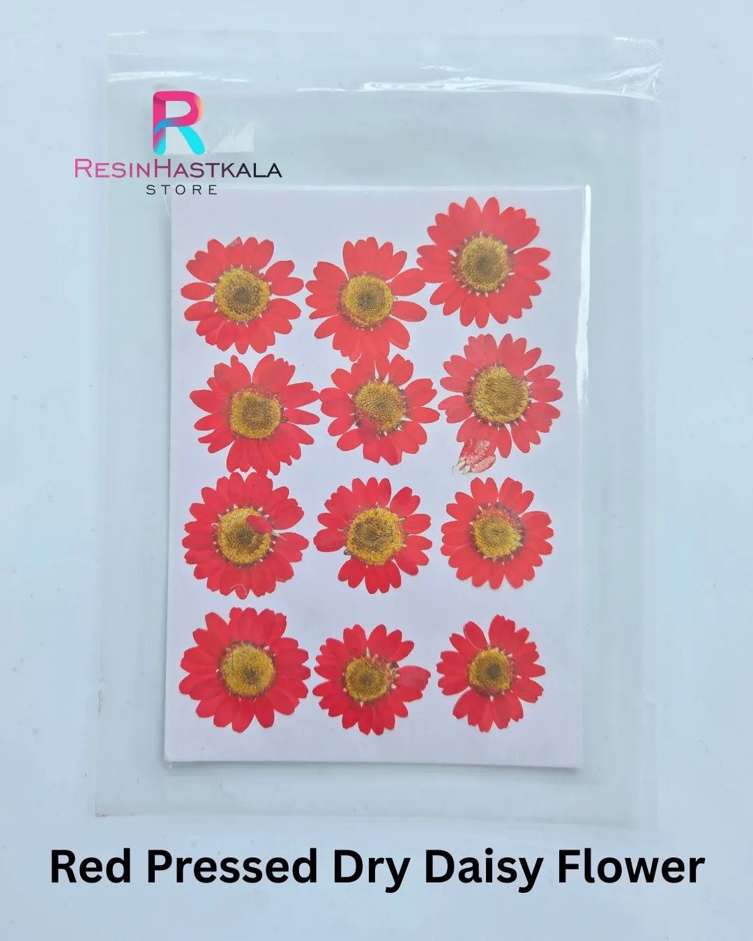 Red Pressed Dry Daisy Flower