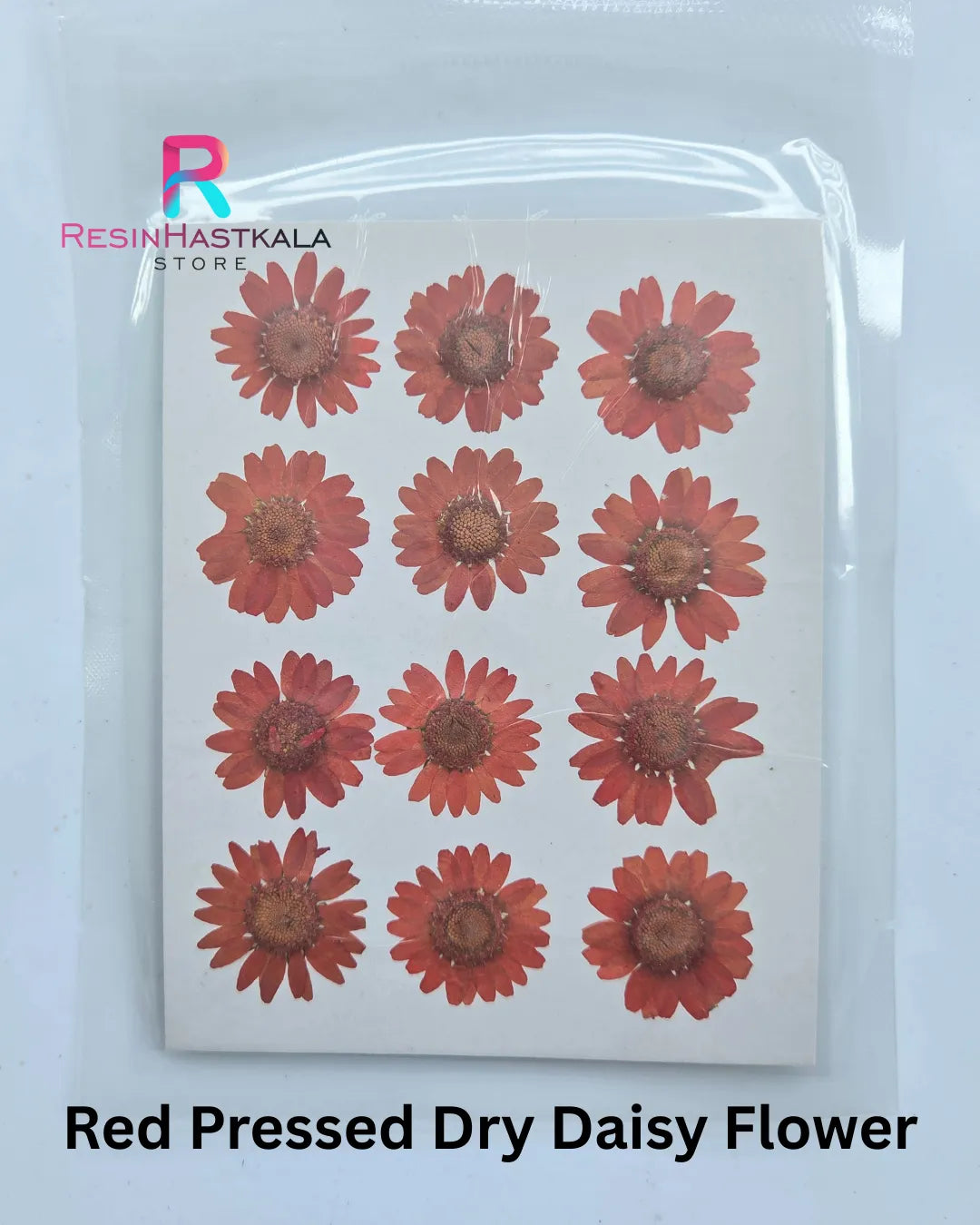 Red Pressed Dry Daisy Flower