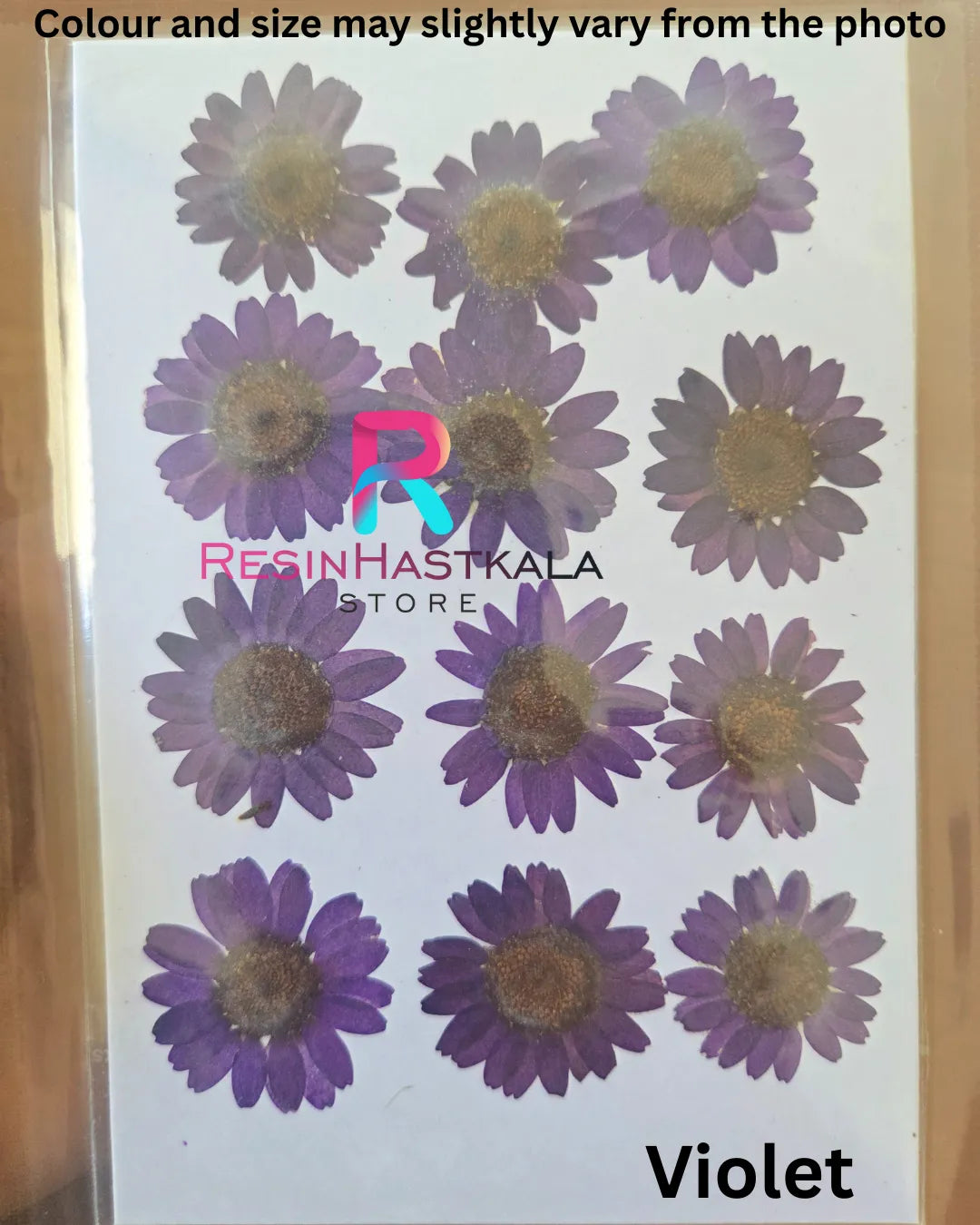 Violet Daisy Pressed Dry Flower