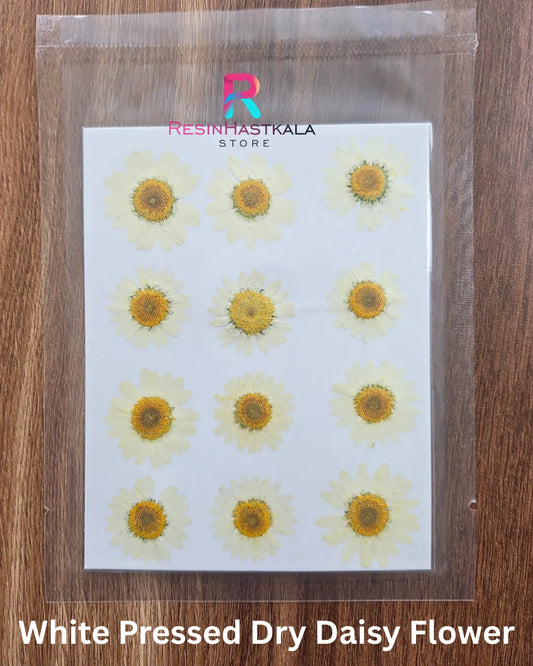 White Pressed Dry Daisy Flower