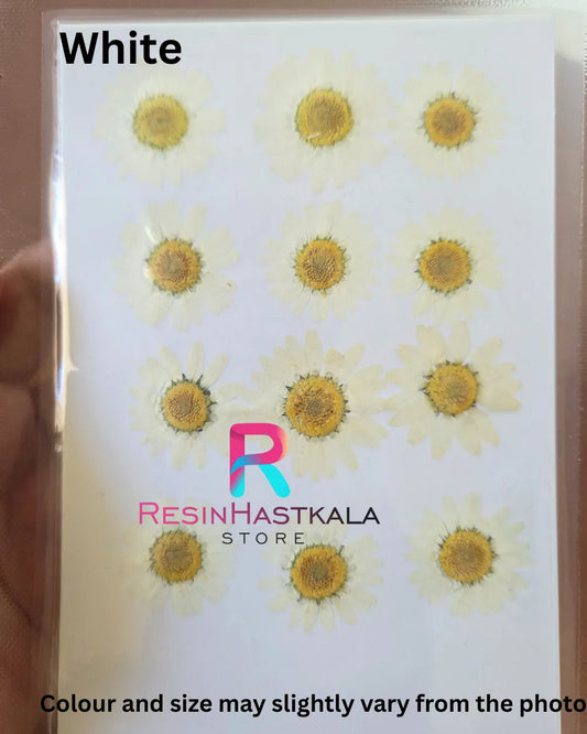 White Pressed Dry Daisy Flower