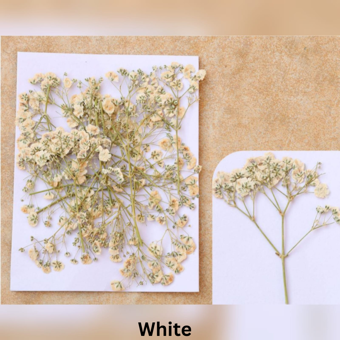 White Baby Breath Pressed Flower