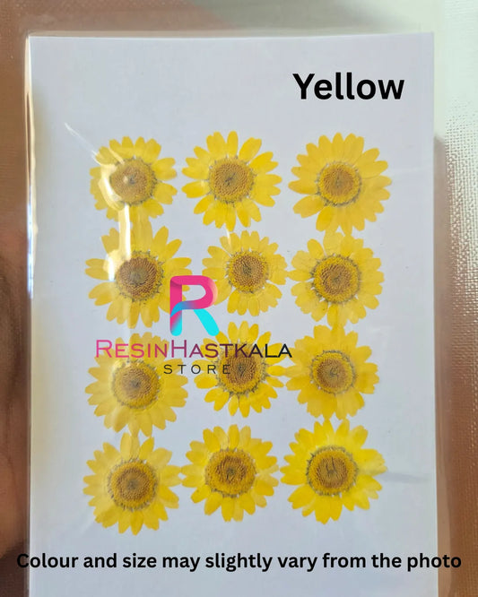 Yellow Pressed Dry Daisy Flower