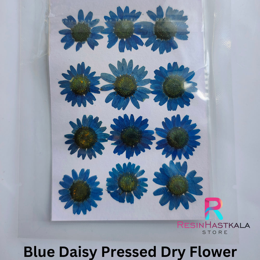 Blue Pressed Dry Daisy Flower