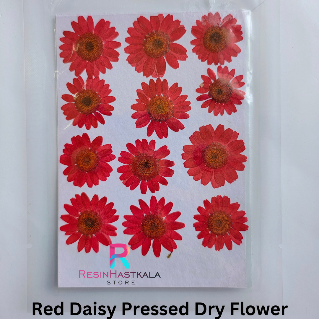 Red Pressed Dry Daisy Flower