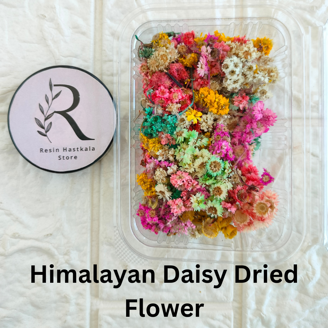 Himalayan Daisy Dried Flower